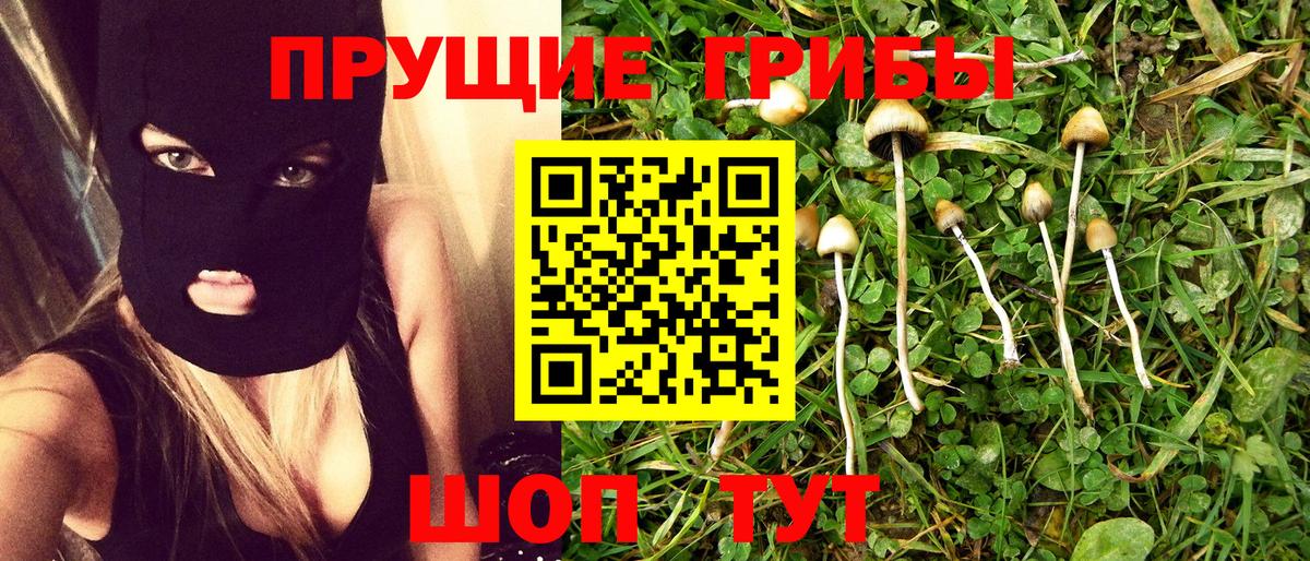 Галлюциногенные грибы Psilocybine cubensis Черкесск